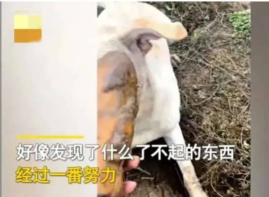 广西梧州,一女子带着自家狗狗在河边散步,突然狗狗像发现了宝贝似的
