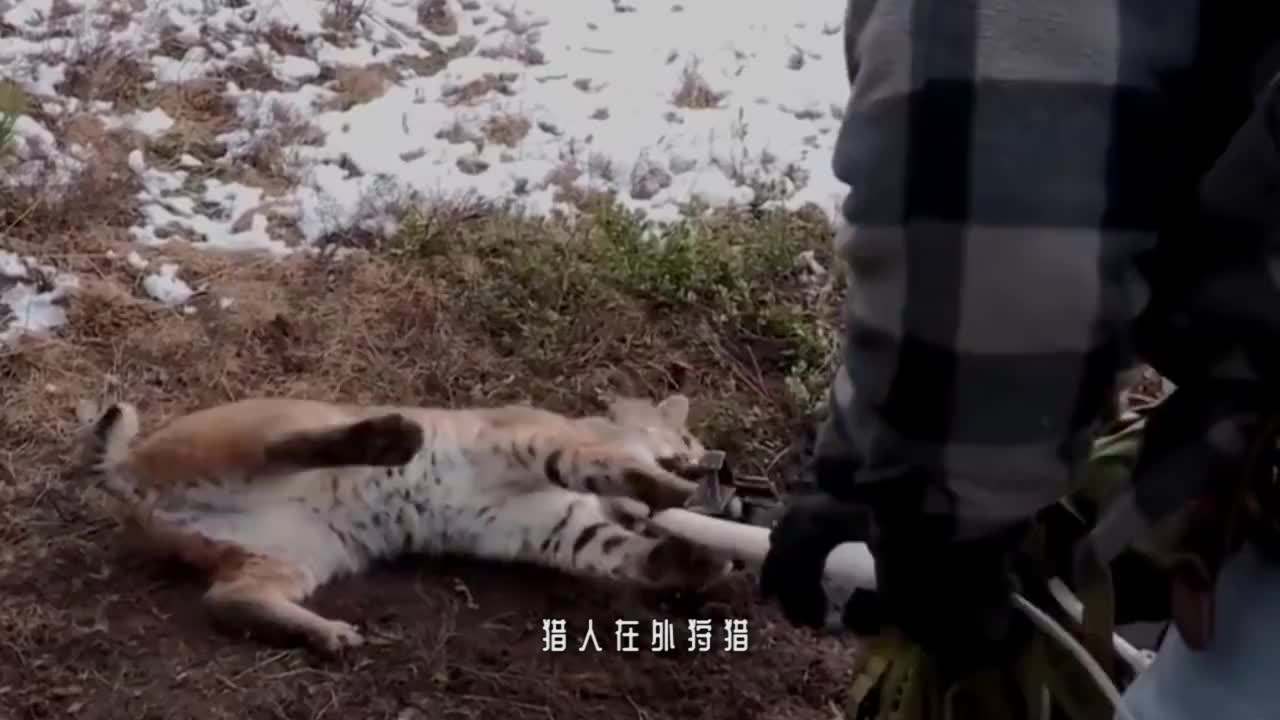 捕兽夹的威力到底有多大,超乎你的想象!