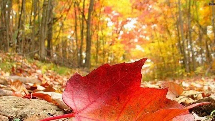 大学|开年大吉，迎来转大运机遇的生肖