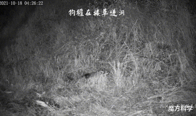 上海惊现一“神秘生物”引热议!猪鼻子成焦点,专家这次真错了?