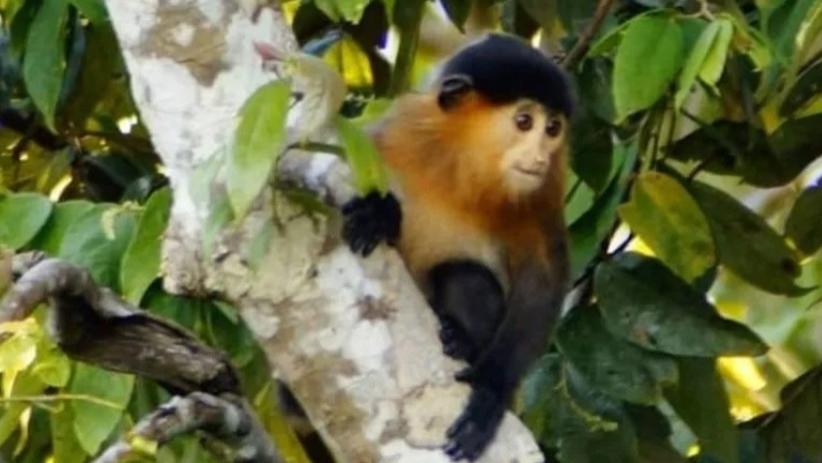 婆罗洲发现杂交“神秘猴”，令科学家感到担忧，打破生殖隔离？