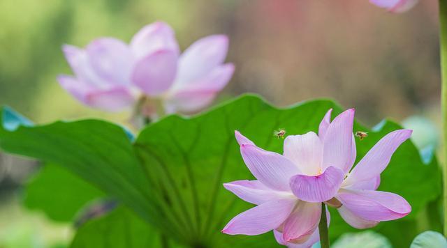 世间有一个傻傻的我,天天夜夜都在想着你