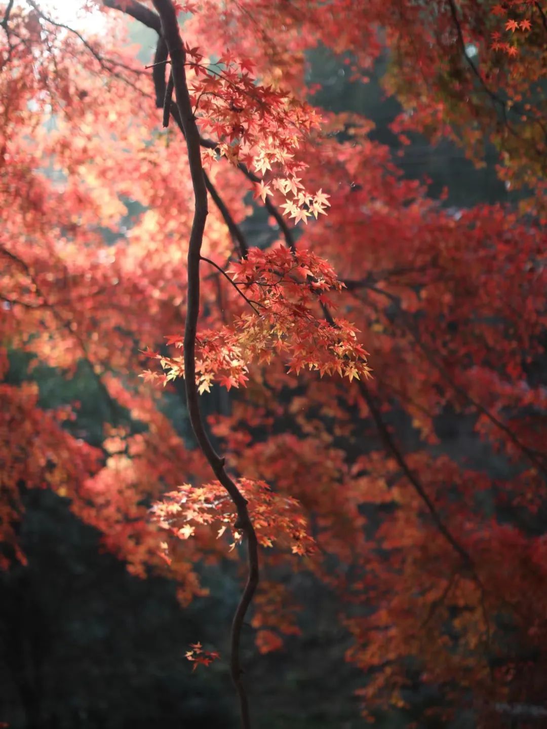 儋州|高铁仅需10min,红叶不输京都,秋冬美食滋补,美到王鹤棣也来打卡