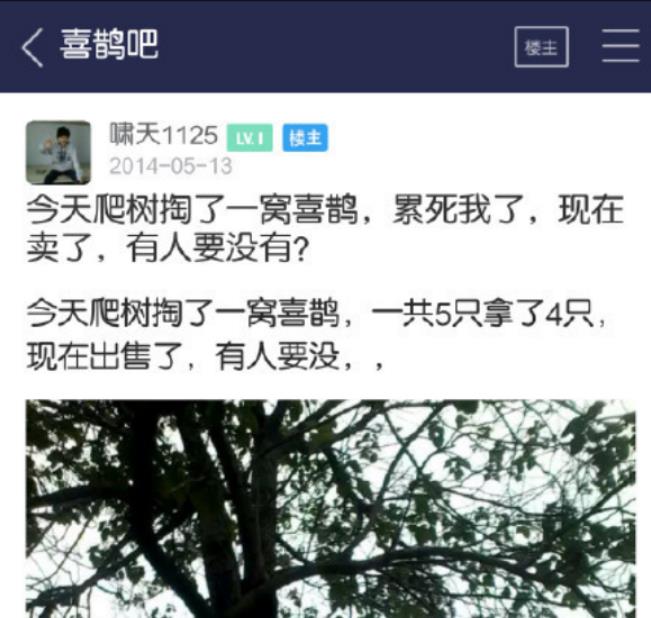 2014年大学生上树掏鸟蛋，被判入狱10年，专家：这是国家保护动物