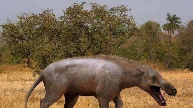 灭绝50万年的驴头狼重现神农架,远古生物的复活在警示着什么?