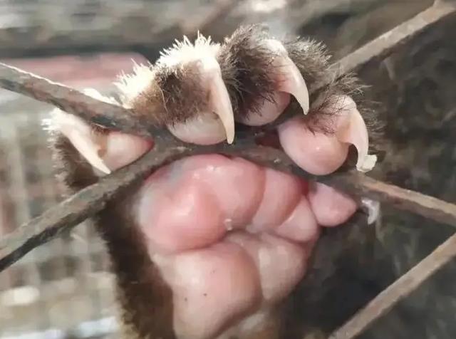 闽南广东的果子狸是什么动物?是狐狸,还是獾?