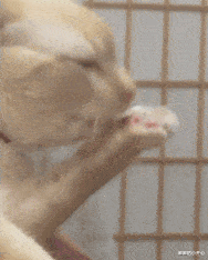 嘀嘀|爷爷钓鱼总被野狗打劫，于是他带了只120斤大狗，结果...