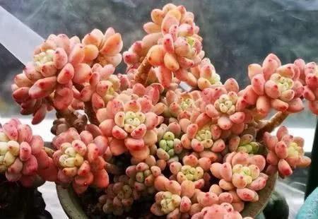 这些多肉越小“价格”越高,自带“仙气”滤镜,暗香弥漫惹人醉