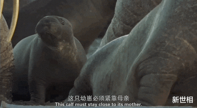 受不了了,别让她死于这场高烧