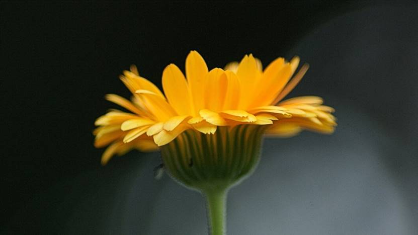 |早上被闹钟唤醒后,先睁开眼睛5分钟,你知道吗?