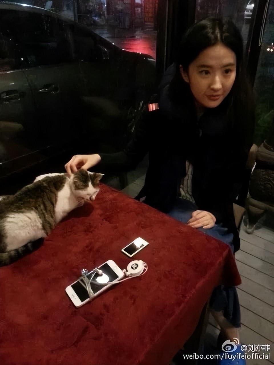 刘亦菲|神仙姐姐刘亦菲捡了11年流浪猫,如今她的千万豪宅里养了50只猫