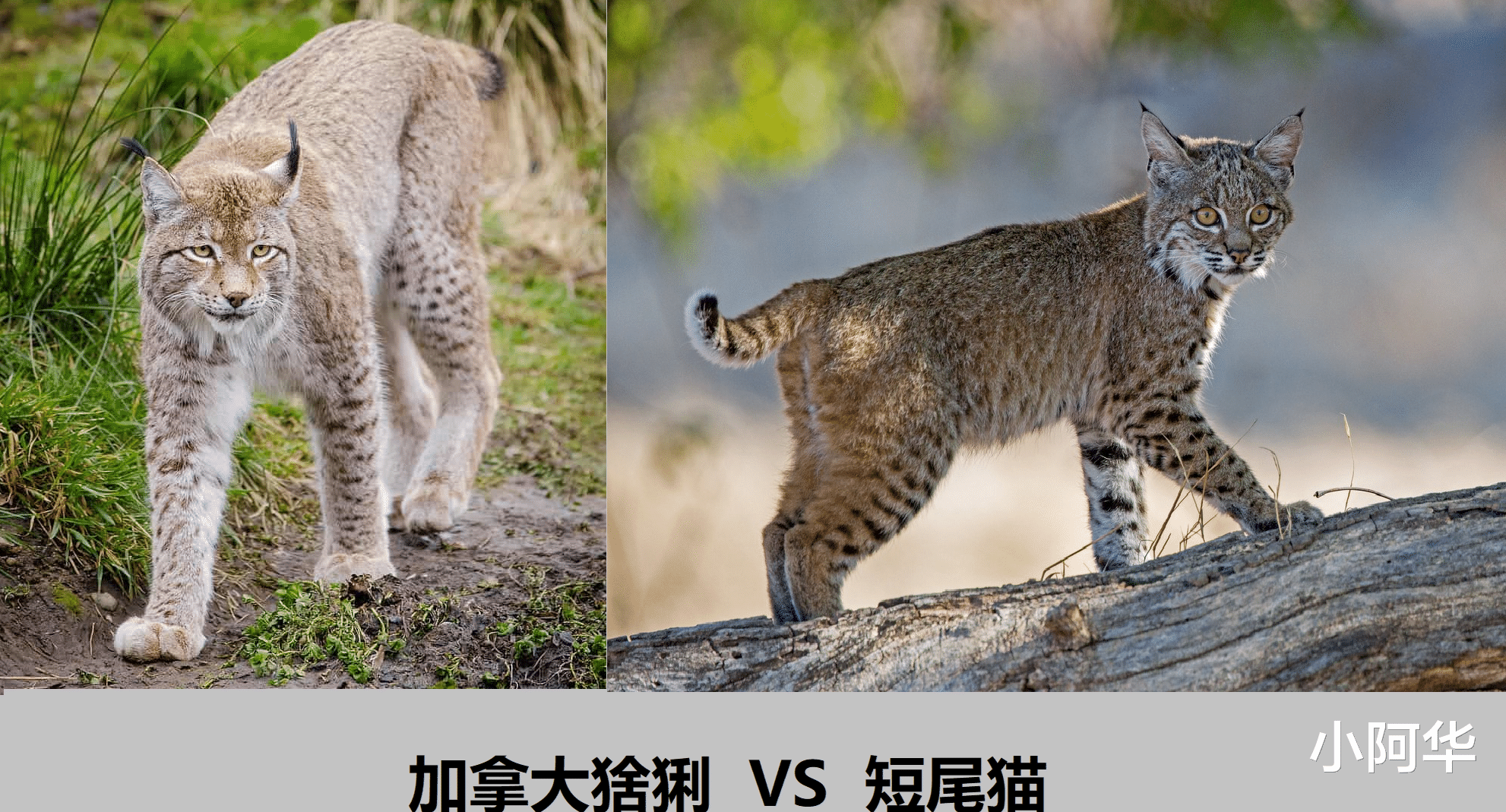 短尾猫与猞猁斗?
