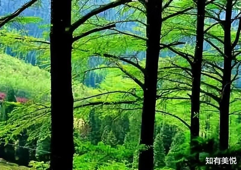 旅行|国内16个省级森林公园，城市的“绿色之肺”，你去过几个呢？