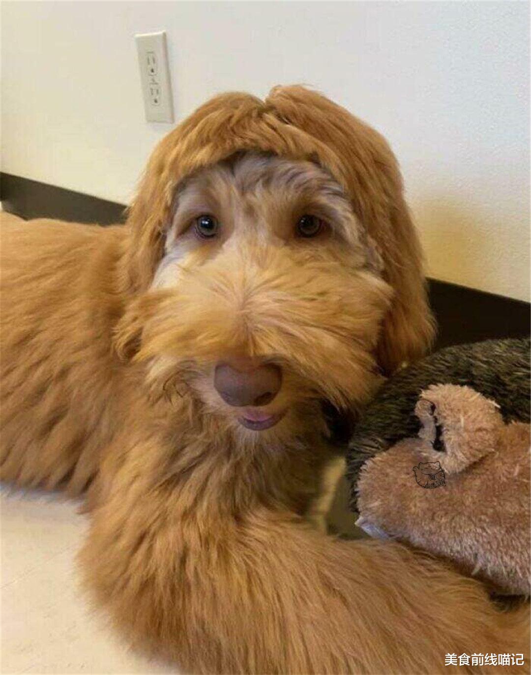 哈士奇 判若两狗！网友分享的汪星人修毛搞笑照片一览