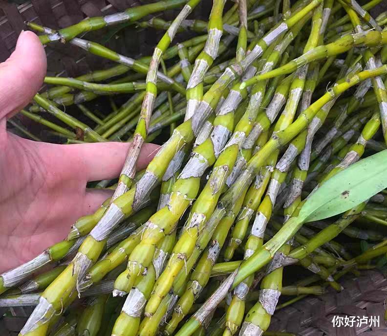 长沙|始于北宋兴于明清，泸州这个古镇，被称为‘川南古民居的活化石’