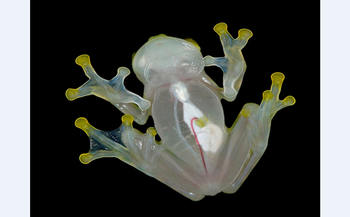 奇怪的生物——玻璃蛙