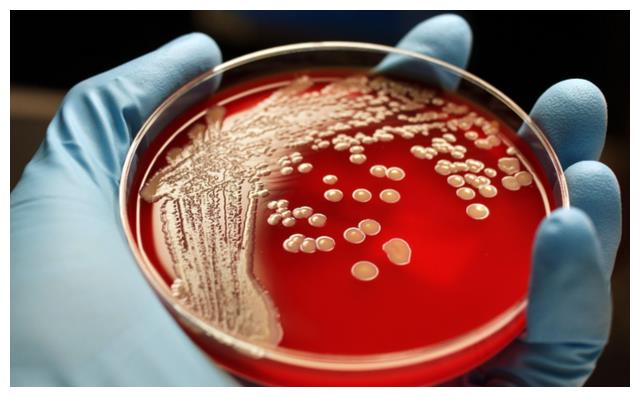 俄罗斯科学家为求永生,注射350万年前“猛犸象细菌”,能实现吗