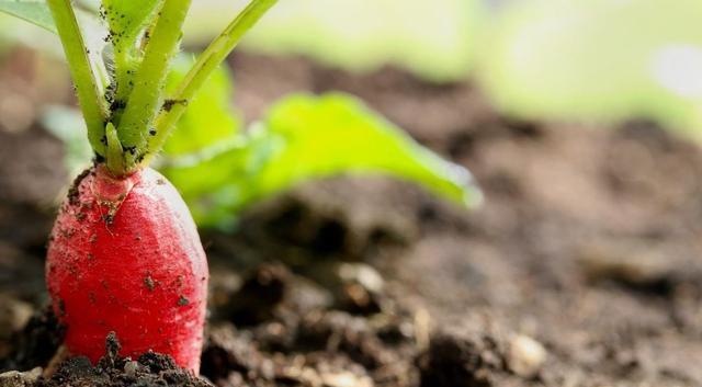 招聘|河南教师招聘引发争议,疑似是量身定制的岗位,网友:不公平