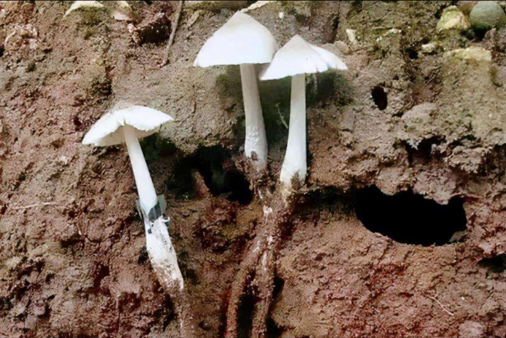 白蚁培育出的菌类“大熊猫”,一斤价格高达10万,为何挖到不愿卖