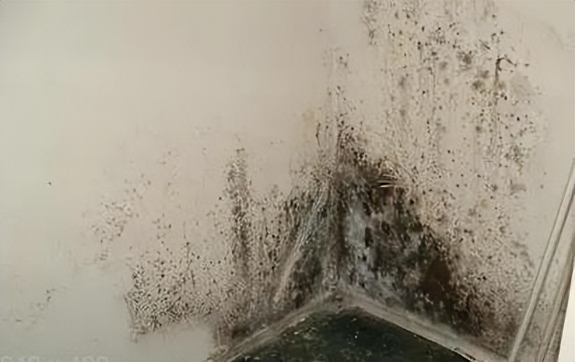 夏天一到，家里墙面霉菌“疯狂”生长？教你小妙招，霉斑自动消失