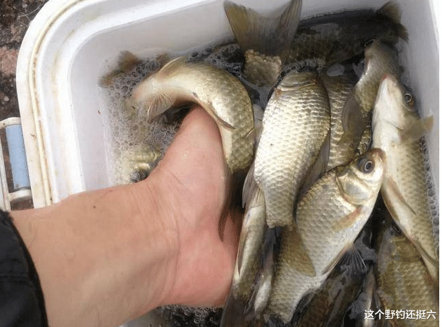 饵料|别人连杆爆护的位置，为什么等我们第二天去钓，却钓不好钓不到？