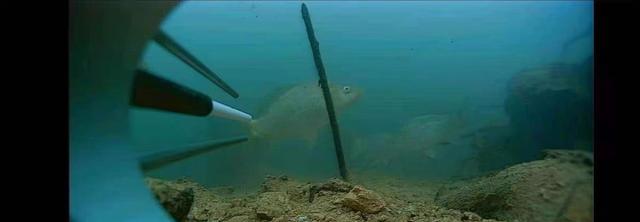 案件通报|春钓滩最怕跑鱼炸窝，胡乱补窝只会雪上加霜，老钓友都这样做
