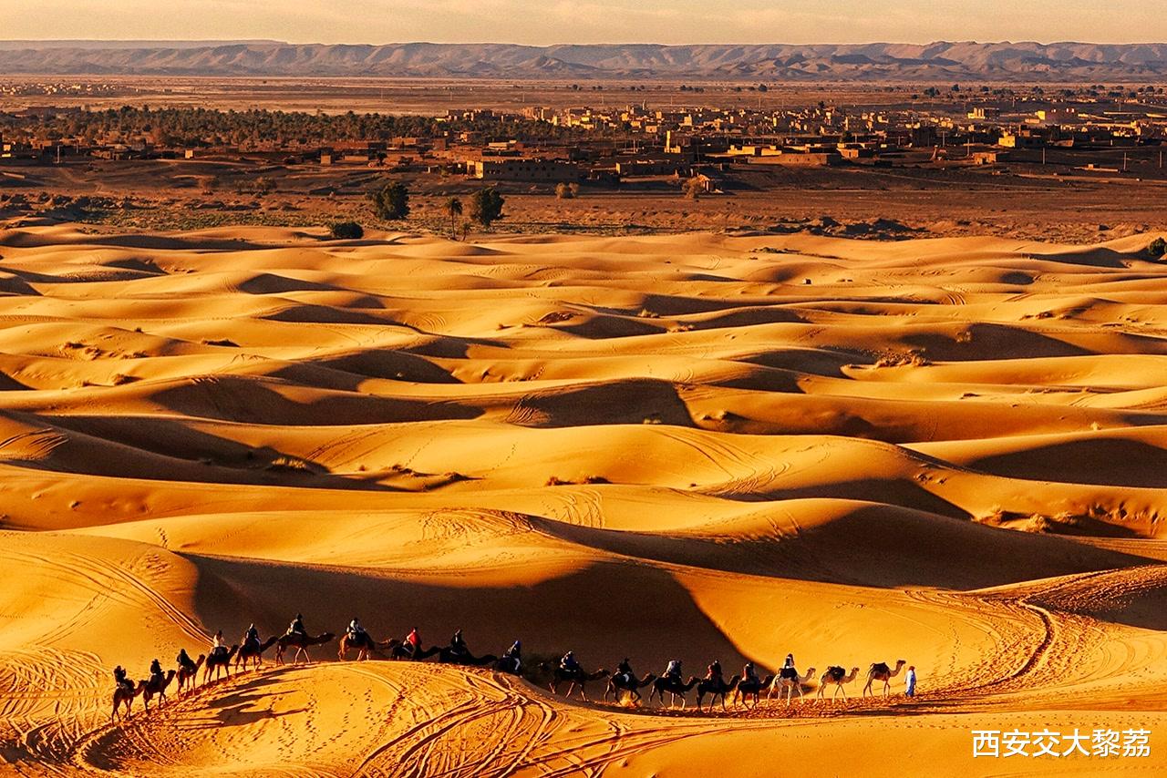 |沙漠骆驼之歌