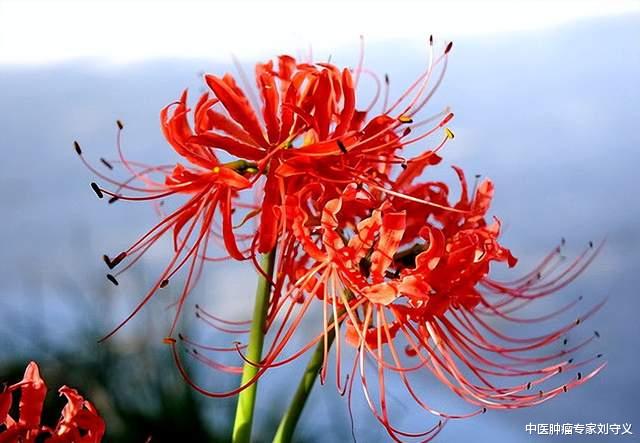 肿瘤|分享一味抗癌中药——石蒜,解毒消肿功效显著!常用于癌性胸腹水