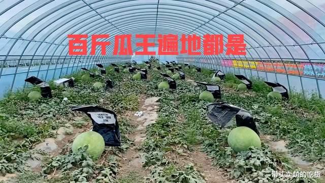 内蒙古175斤大西瓜拍出15万天价?一人搬不动,网友:吃了能成仙?