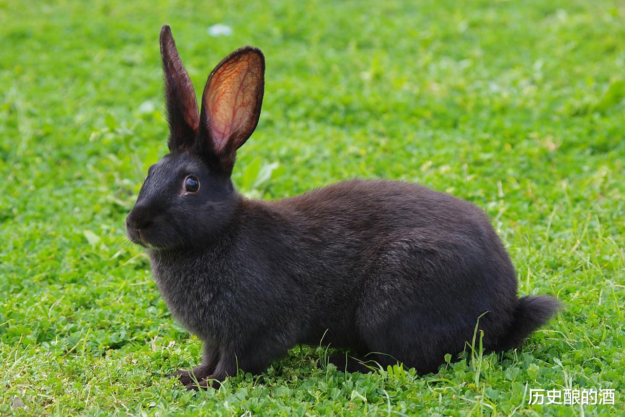 农历2023年"出林之兔逢双春",是黑兔年,还是金兔年?答案来了