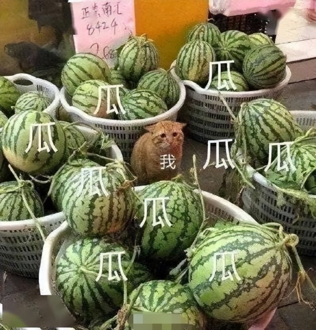 王思聪|7个大瓜!曝王思聪打人给200万想私了,千百惠撞脸宁静陷整容风波