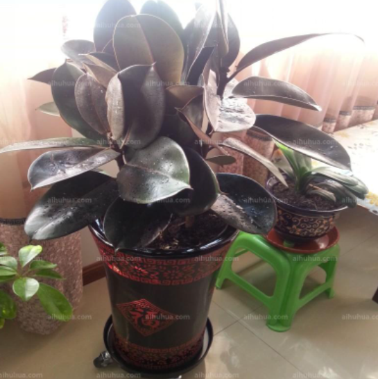 房间通风采光不好就不能养花了吗？这4种可以帮你解决问题