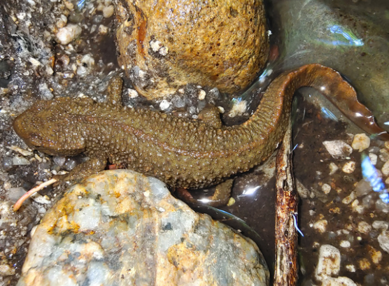 娃娃鱼|钓的怪, 判的快! 钓友钓到古怪“娃娃鱼”, 听人劝吃饱饭, 放生保平安