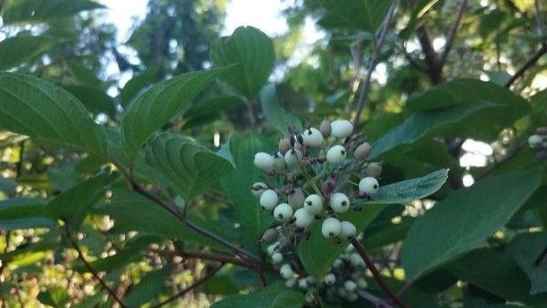 陌生人社交|百度，终将收之桑榆