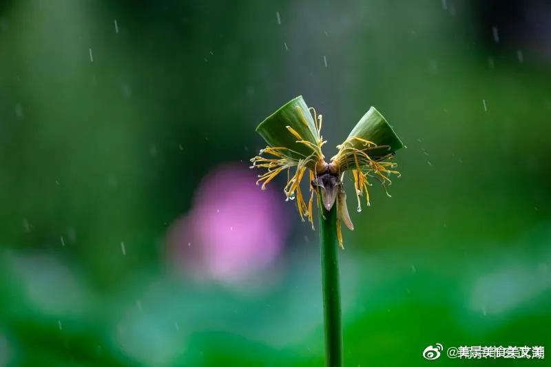 荷花|接天莲叶无穷碧，映日荷花别样红 |  荷花盛开，美在当夏