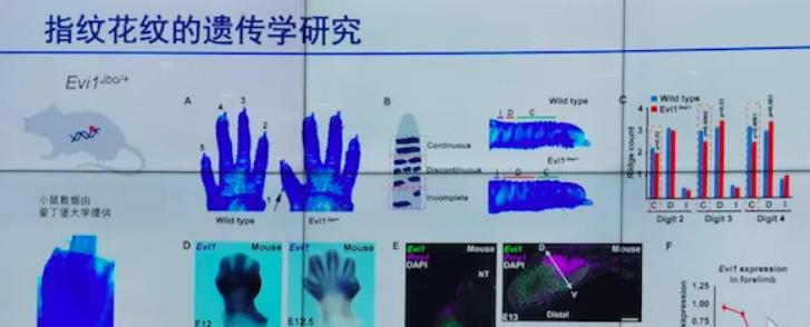 一斗穷,二斗富有何道理?中科院破解“斗”和“簸箕”的基因奥秘