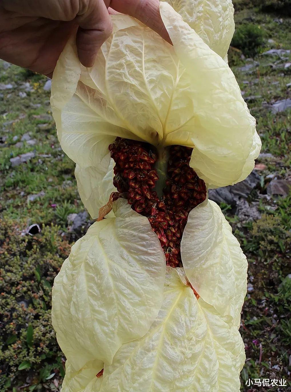 驻马店|川藏线上的“大白菜”一生只绽放一次，人工无法培育的藏药，奇迹