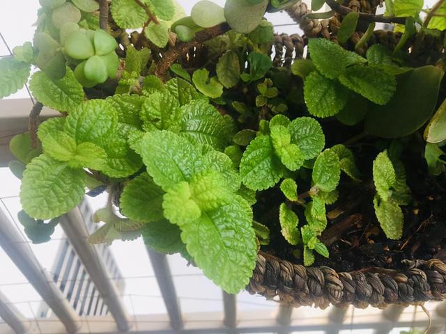 厕所总“返味”,养上“三种花”,驱潮气除异味,秒变“绿植园”