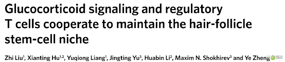脱发有救了!Nature子刊揭示:这种免疫细胞竟然是头发再生的关键