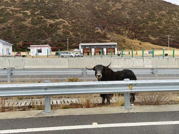 千岛湖|进藏旅游晕倒事件频出！是这届旅客身体素质不行，还是另有隐情？