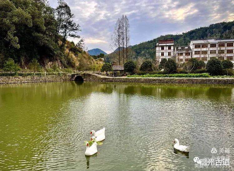 温州|温州有个形若莲花，绽放千年的美丽古村，你去过吗？