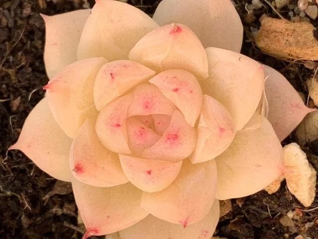 玫瑰|女王玫瑰,我拥有小小的一颗就很知足了,有花友已经养成了手捧花