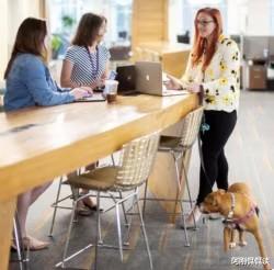 赣州|疫情过后,更多的美国人将狗带到办公室