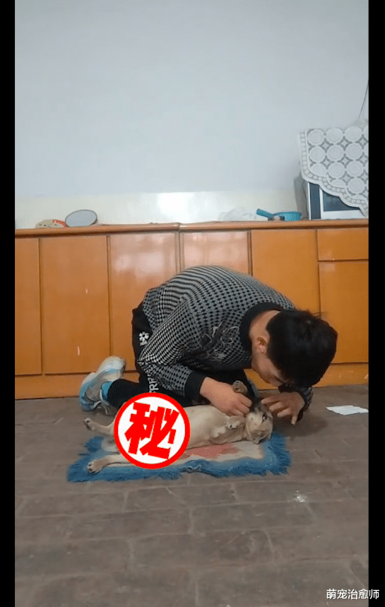 男生要拍摄心肺复苏视频，家里没人便把狗抓来配合，狗：亲我干嘛