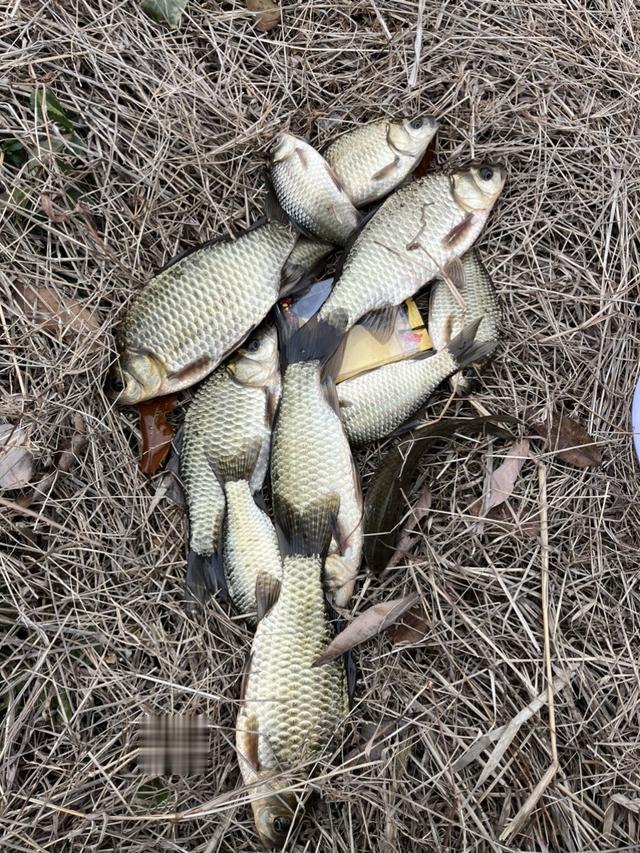 |新年新气象，河沟里的大板鲫