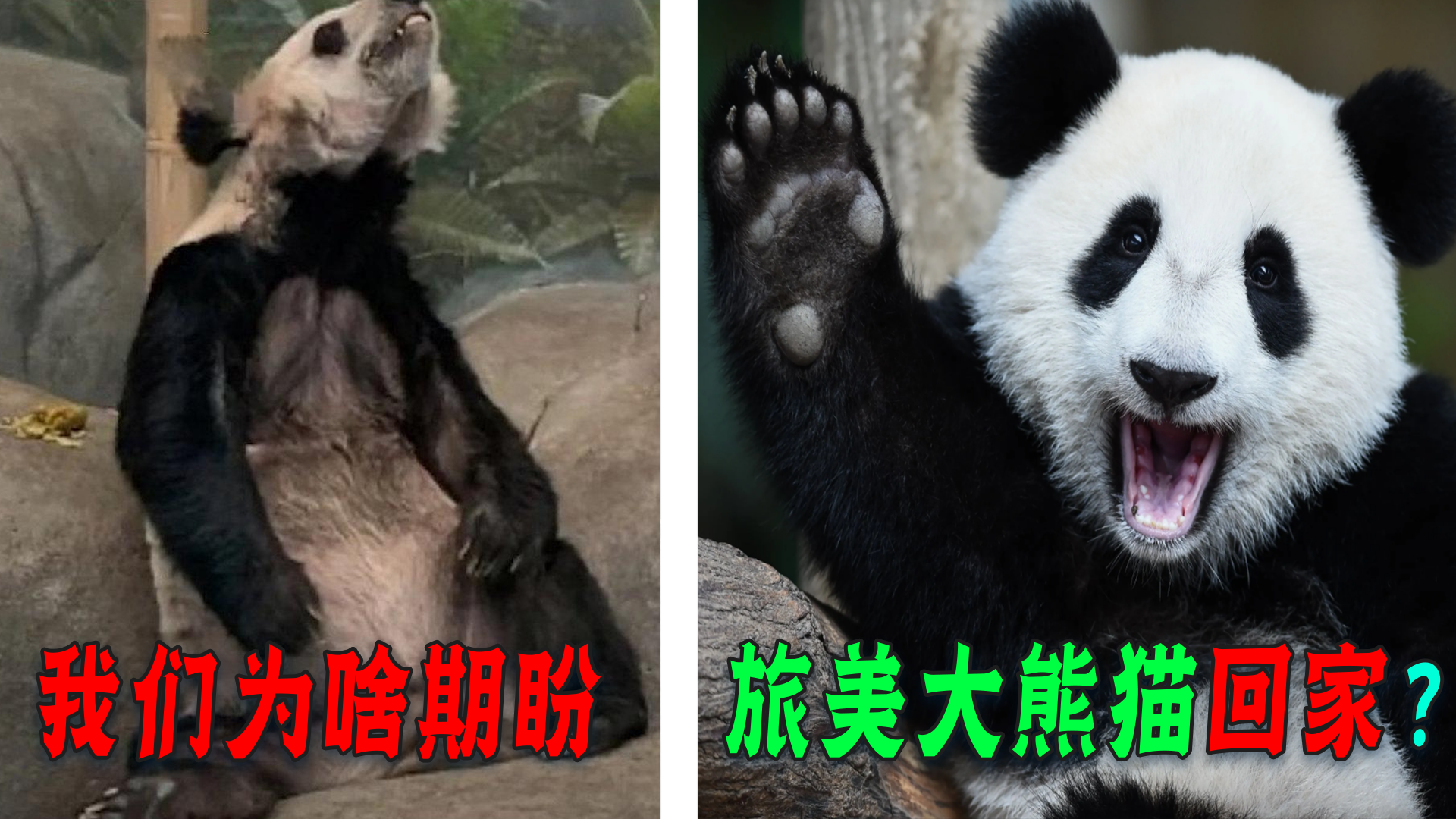 心疼!旅美大熊猫全身皮包骨,官方解释自然老去