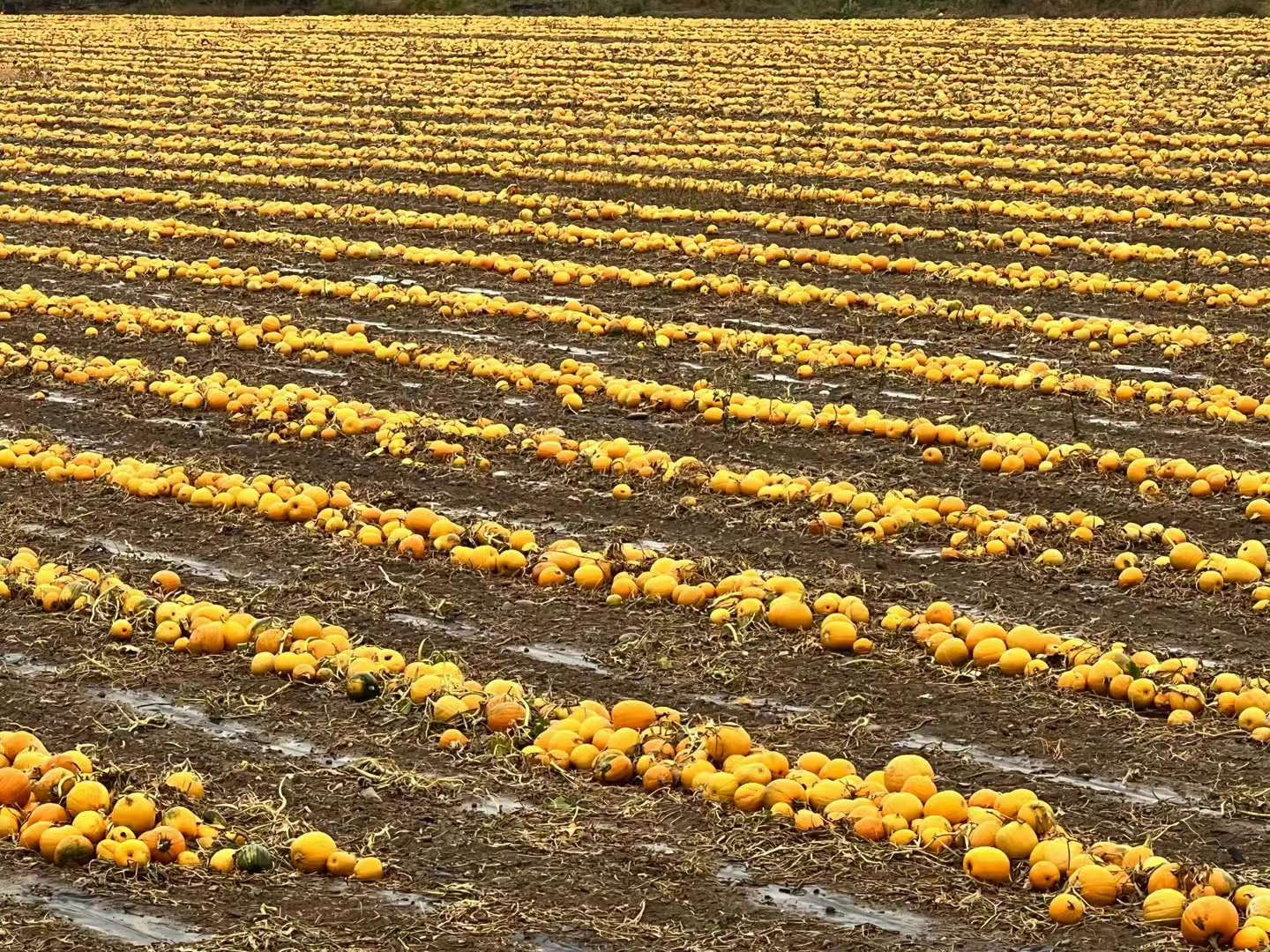 退休|115天35000公里!中国最野的退休路线,走过大江南北,越玩越疯狂