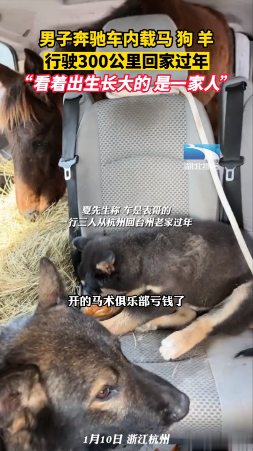 男子奔驰车内载着马狗羊，“看着出生长大的，是一家人，要一起回家过年”