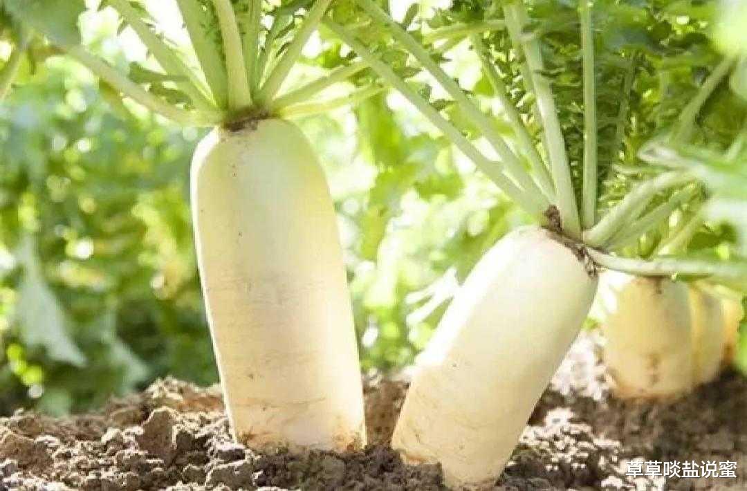 冬天的白萝卜堪称消防员，加上鱿鱼干一起炖汤，清甜鲜美不上火
