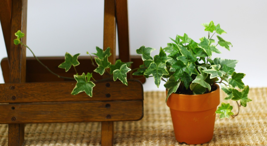 卫生间常放这3种植物难闻的味道没了,还四季常青格外养眼